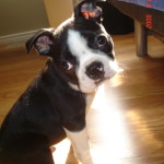 Cheeko Boston Terrier Puppy For Sale 04