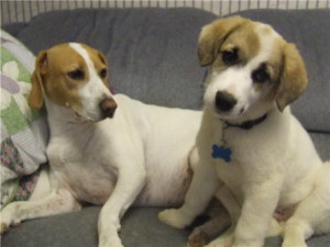 Hurley-Curious Jack Russell Puppy For Sale