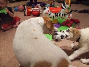 Hurley-Jack Russell Mix Having a Ball