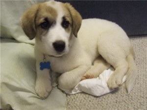 Hurley-Jack Russell Terrier Mix Breed