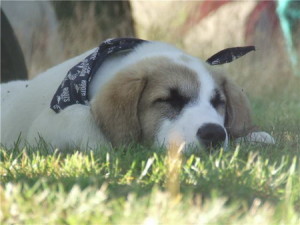 Hurley Sleeping Puppy