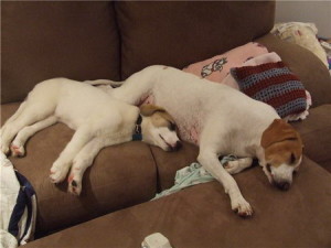 Hurley and Luna Jack Russell Terrier Puppy BFF