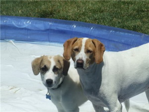 Hurley and Luna Jack Russell Terrier Mix Puppies At The Pool