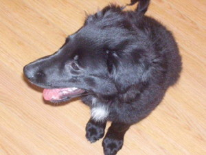 Koby a Lab/Shepherd Mix