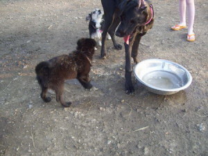 Koby - a Lab/Shepherd Puppy meeting new friends