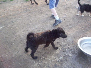 Koby - Puppy Playing in the Dog Park