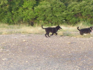 Shepherd Lab Puppy- Farm Dog running