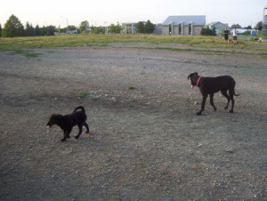 Labrador x Shepherd Puppy running in the dog park