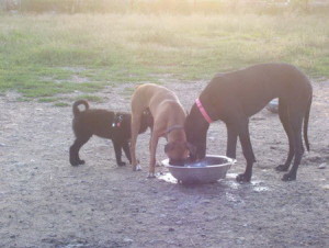 Mix Dog Breed Lab/Shepherd