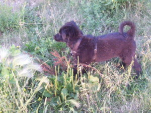 Labrador Retriever x Shepherd Puppy