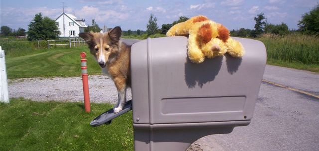 This Sheltie puppy we had for sale was inspired to send us a picture