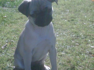 Beeboo-Pug x Jack Russell mix breed puppy for sale 04