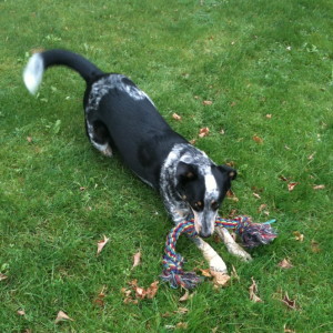 Blue Heeler Walkerhound Puppy For Sale 01