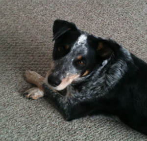 Blue Heeler Walkerhound Puppy For Sale 02