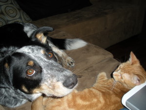 Puppies For Sale In Ontario: Blue Heeler Walkerhound - One of our sold litters 01