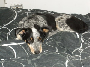 Puppies For Sale In Ontario: Blue Heeler Walkerhound - One of our sold litters 03