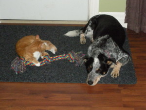 Puppies For Sale In Ontario: Blue Heeler Walkerhound - One of our sold litters 04