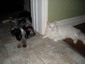 Puppies For Sale In Ontario: Blue Heeler Walkerhound - One of our sold litters 05