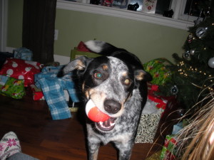 Puppies For Sale In Ontario: Blue Heeler Walkerhound - One of our sold litters 06