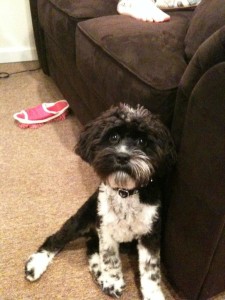 Chance-Cockapoo Puppy For Sale july 4 148