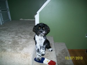 Chance-Cockapoo Puppy For Sale new pic 045