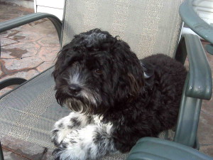 Chance-Cockapoo Puppy For Sale som 024