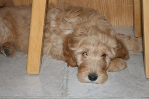 Chara-Goldendoodle Puppy For Sale In Quebec 01