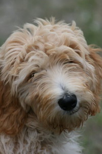 Chara-Goldendoodle Puppy For Sale In Quebec 02
