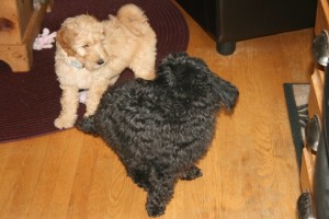 Chara-Goldendoodle Puppy For Sale In Quebec 04