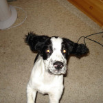 Chester-Springer Spaniel Puppy for sale 02