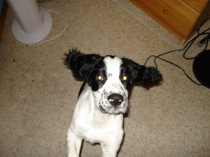 Chester-Springer Spaniel Puppy for sale 02