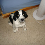 Chester-Springer Spaniel Puppy for sale 03