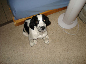 Chester-Springer Spaniel Puppy for sale 03