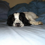 Chester-Springer Spaniel Puppy for sale 04