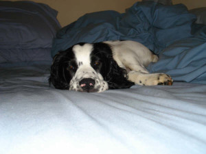 Chester-Springer Spaniel Puppy for sale 04