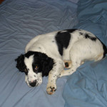 Chester-Springer Spaniel Puppy for sale 05