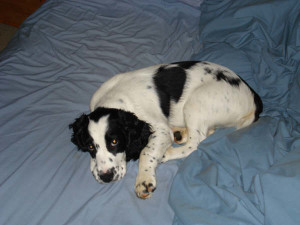 Chester-Springer Spaniel Puppy for sale 05