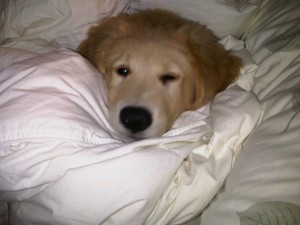 Golden Retriever Newfoundland Puppy For Sale 02
