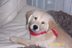 One of our Golden Retriever Pups For Sale - Rylie at Padstow 014