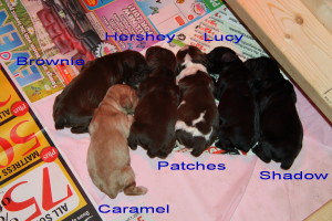 Our Cute Litter of American Cocker Spaniel Puppy we had for sale