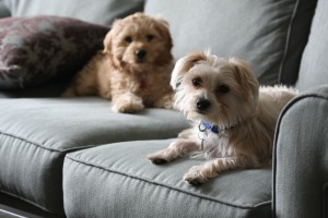 Lola-Cockapoo Puppy Picture 03