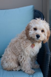 Lola-Cockapoo Puppy Picture 04