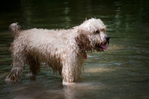 Lola-Cockapoo Puppy Picture 05