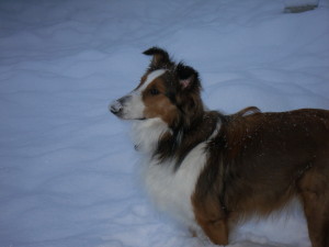Curious Puppies Testimonial-Sheltie-Collie Puppies for sale 01
