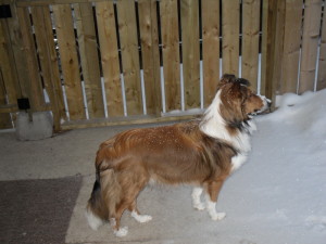 Curious Puppies Testimonial-Sheltie-Collie Puppies for sale 02