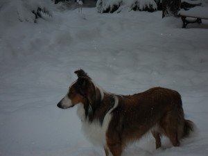 Curious Puppies Testimonial-Sheltie-Collie Puppies for sale 03