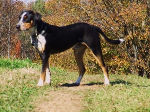 Walkerhound Blue Heeler Puppy