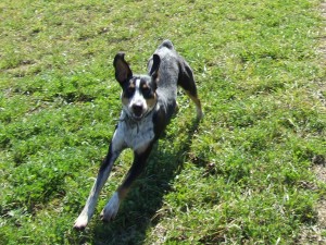 Charlie: One of our Walkerhound/Blue Heeler Puppies for sale