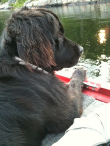 Lounging at the lake, the Newfie x Retriever dogs love water