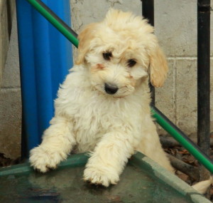 Goldendoodle Puppies For Sale and lovable and playful pups.